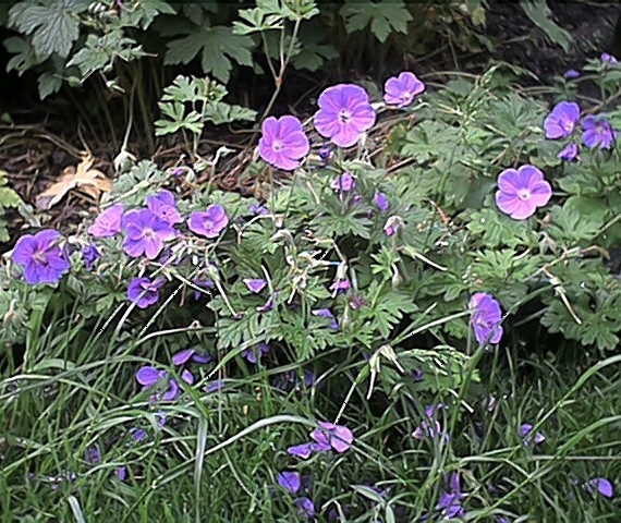 Blue Cranesbill Geraniums (29 May)